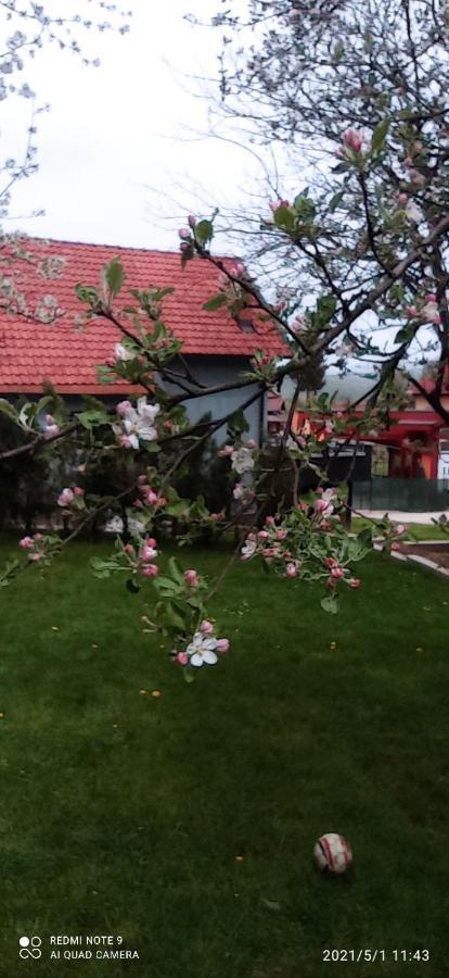 Ravne Apartman วิโซโค ภายนอก รูปภาพ